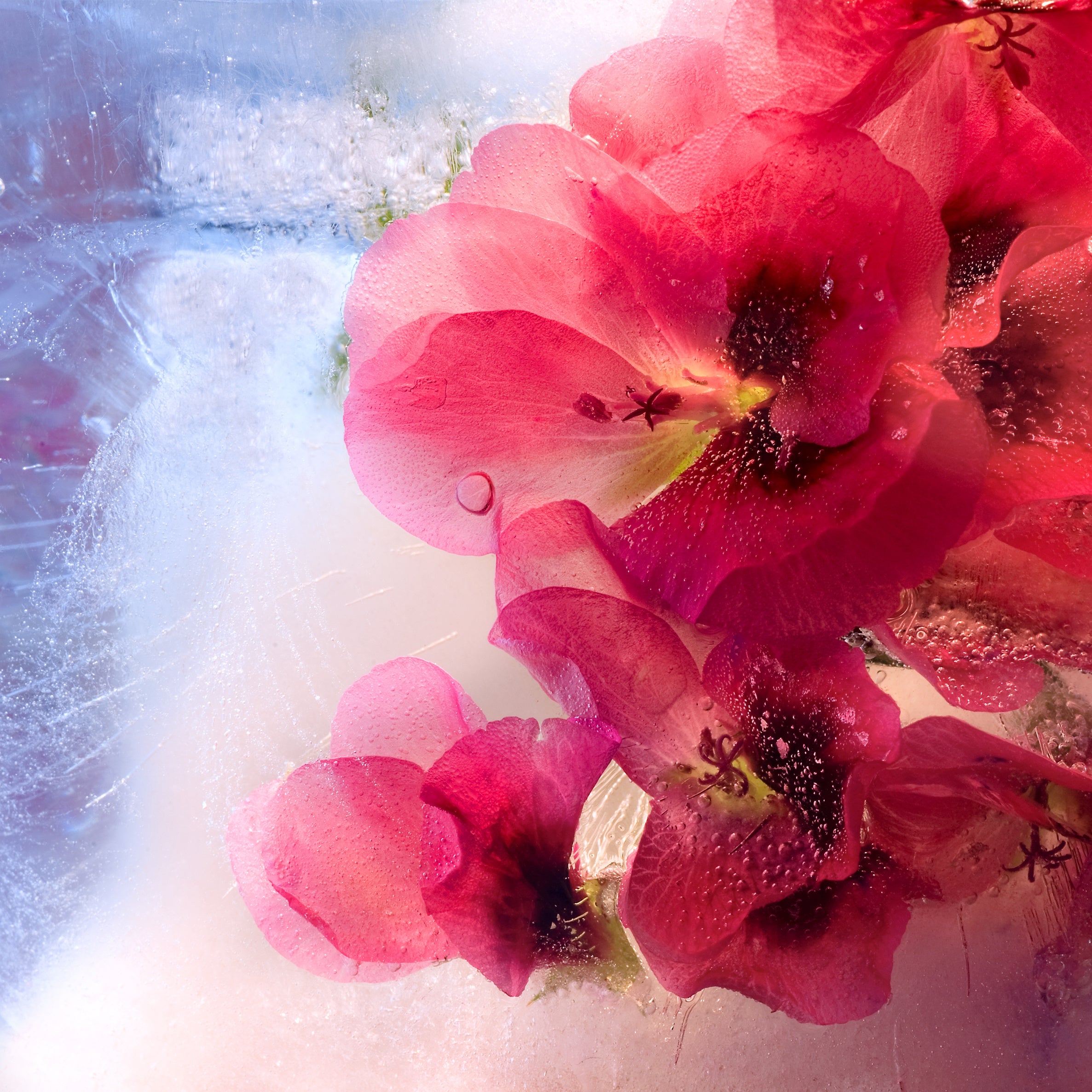 Maison Crivelli Hibiscus Mahajád - Parfums Raffy