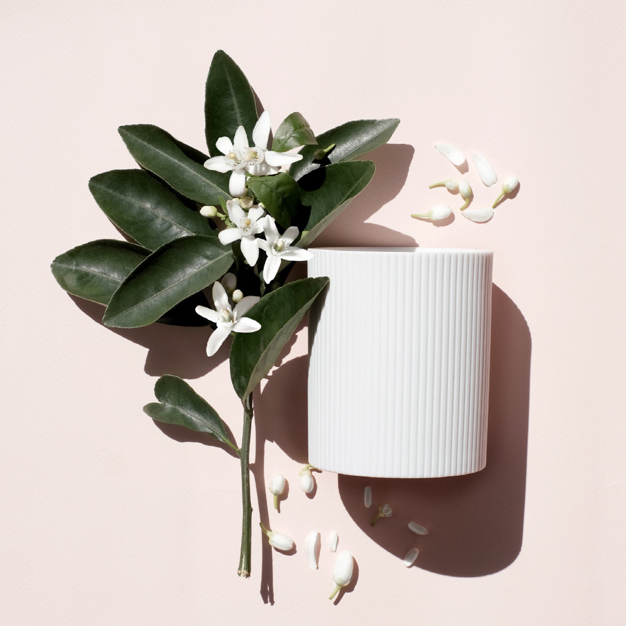 Alex Simone Neroli Riviera Candle - Parfums Raffy